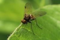 Chrysopilus cristatus