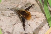 Bombylius major