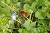 Bombylius