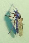 Bibio lanigerus