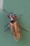 Bibio lanigerus