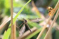 Tipula lateralis