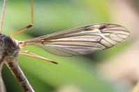 Tipula lateralis