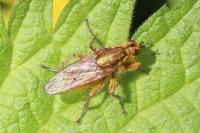 Scathophaga stercoraria