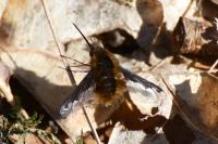 Bombylius major
