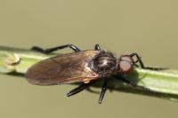 Empis tessellata