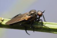 Empis tessellata