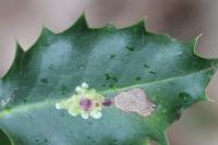 Phytomyza ilicis