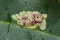 Phytomyza ilicis