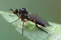 Empis nigritarsis