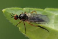 Empis nigritarsis