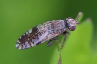 Tephritis neesii