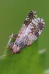 Tephritis neesii