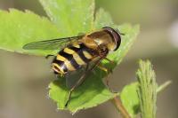 Syrphus ribesii