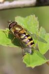 Syrphus ribesii