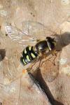 Eupeodes luniger