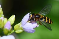 Eupeodes latifasciatus