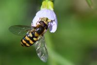 Eupeodes latifasciatus