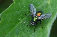 Gymnocheta viridis