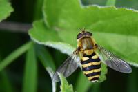 Syrphus ribesii