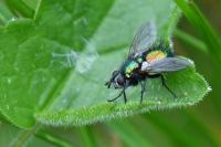 Gymnocheta viridis
