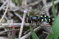 Eupeodes luniger