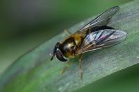 Epistrophe eligans