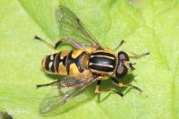 Helophilus pendulus