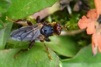 Myopa testacea