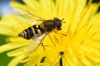 Syrphus ribesii