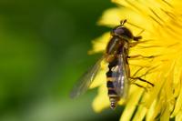 Syrphus ribesii