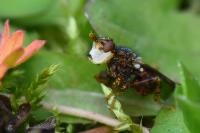 Myopa testacea