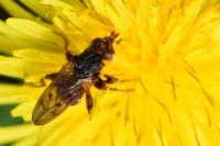 Myopa testacea