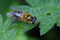 Epistrophe eligans