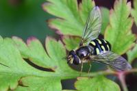 Eupeodes luniger