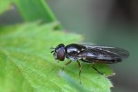 Platycheirus albimanus