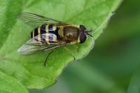 Syrphus ribesii
