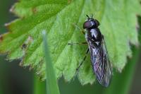 Platycheirus albimanus