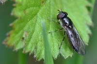 Platycheirus albimanus
