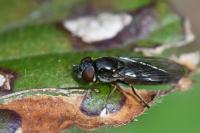 Platycheirus albimanus