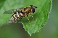 Syrphus ribesii
