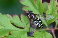 Eupeodes luniger