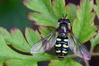 Eupeodes luniger