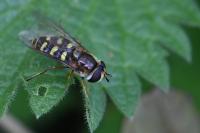 Eupeodes luniger