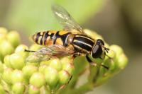Helophilus pendulus