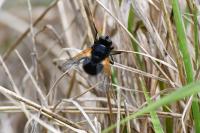 Mesembrina meridiana