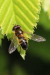 Epistrophe eligans
