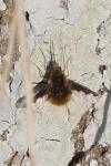 Bombylius major