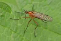 Empis stercorea