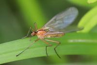 Empis stercorea